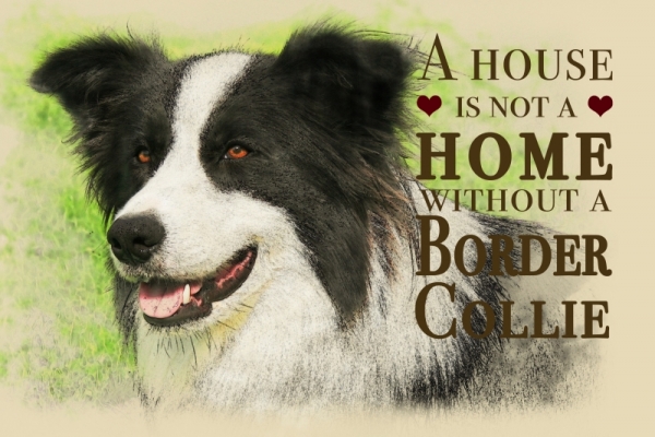 Nostalgieschild - Hundeschild im Retrostil Motiv: Border Collie #2